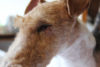 Darsy - Darsy po menší diskuzi se psem. Natržené oko je již ošetřené veterinářem v Coventry. Prostě když zážitek, tak už se vším všudy. :-)
