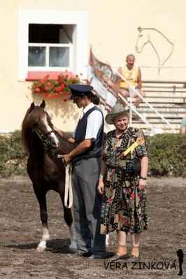 1421 Fain (3437 v SK), Výstava chovatelů koní Moravy a Slezska v Tlumačově, r.2012 (ve věku 26 let). S Pavlínkou Vymětalíkovou.