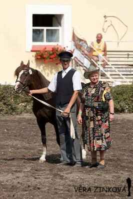 1421 Fain (3437 v SK), Výstava chovatelů koní Moravy a Slezska v Tlumačově, r.2012 (ve věku 26 let). S Pavlinkou Vymětalíkovou.
