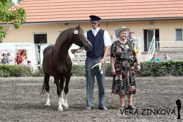 1421 Fain (3437 v SK), Výstava chovatelů koní Moravy a Slezska v Tlumačově, r.2012 (ve věku 26 let). S Pavlinkou Vymětalíkovou​.