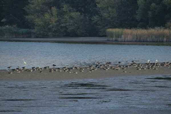 Ptačí ráj I. - Začínají se upouštět rybníky, na nich vznikají ostrůvky plné vodního ptactva - tady hlavně husy